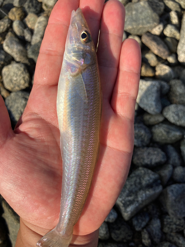 キスの釣果