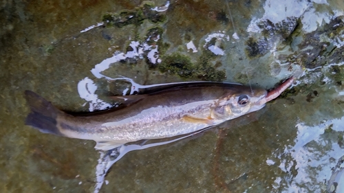 アブラハヤの釣果