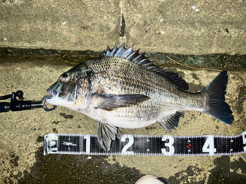 チヌの釣果