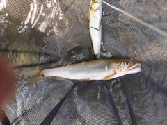 アユの釣果