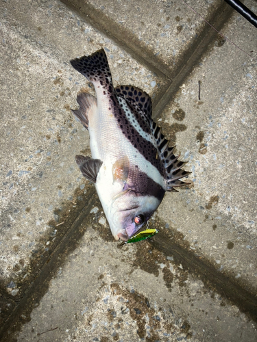 イシダイの釣果