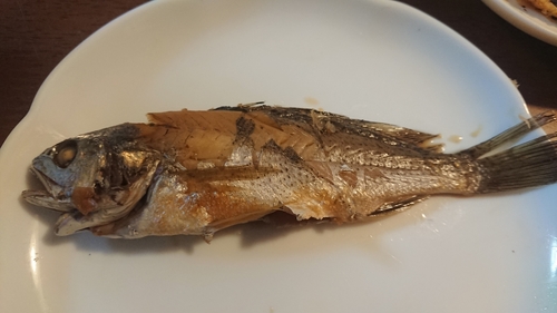 イシモチの釣果