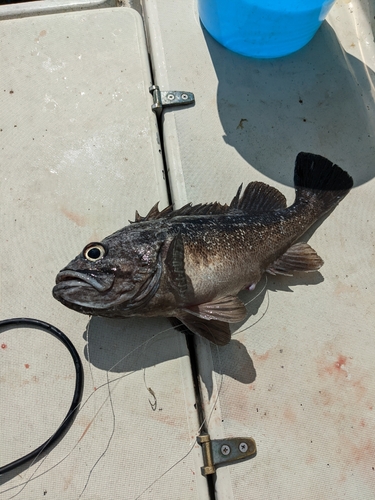 クロソイの釣果