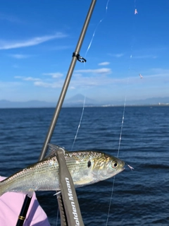 コノシロの釣果