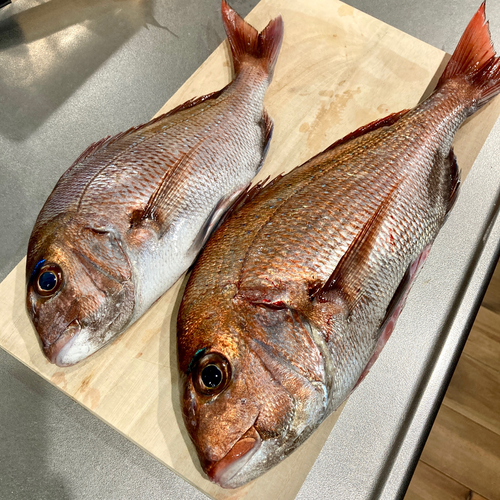 マダイの釣果