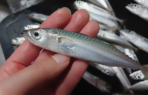 マサバの釣果