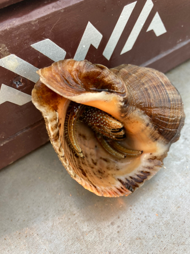 カニの釣果