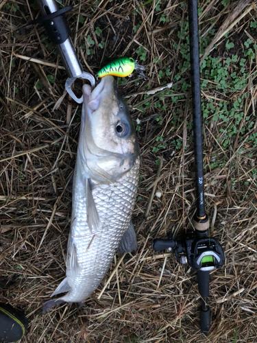 ニゴイの釣果