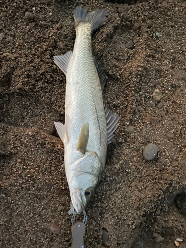 スズキの釣果