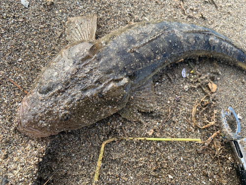 マゴチの釣果