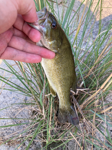 スモールマウスバスの釣果