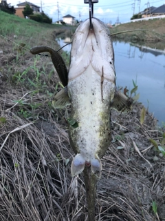 ナマズの釣果