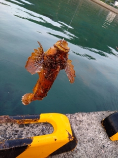 オニオコゼの釣果