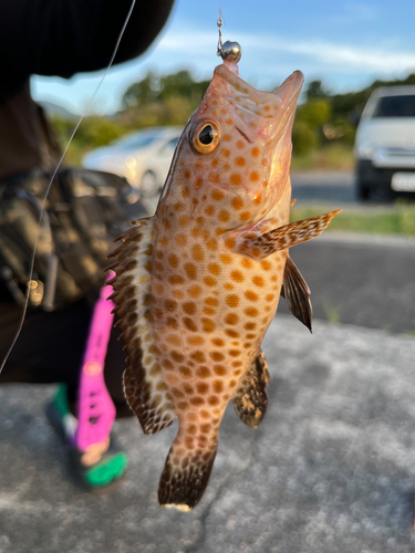 アオハタの釣果