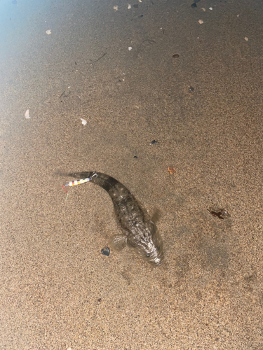 マゴチの釣果