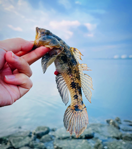 ハゼの釣果