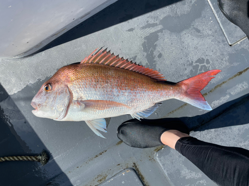 マダイの釣果