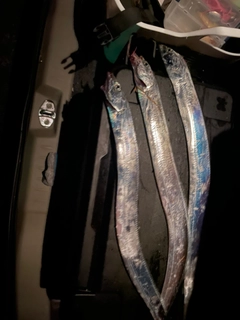 タチウオの釣果