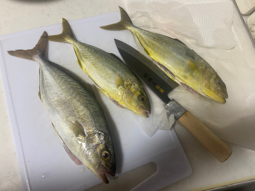 ショゴの釣果