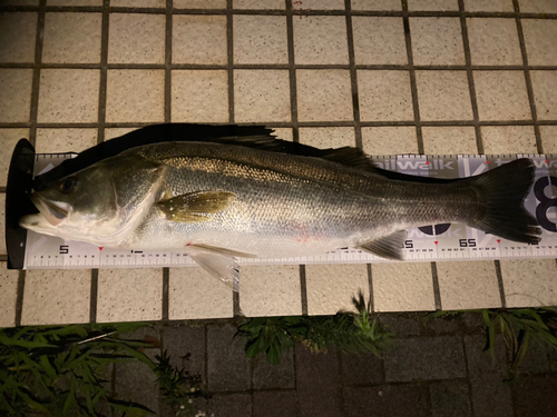 シーバスの釣果