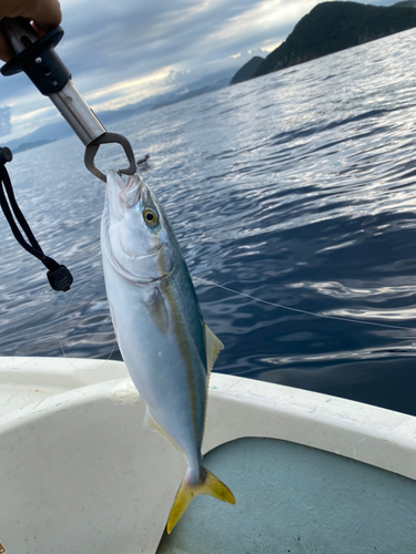 イサキの釣果