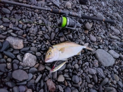 ショゴの釣果