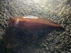 エゾイソアイナメの釣果