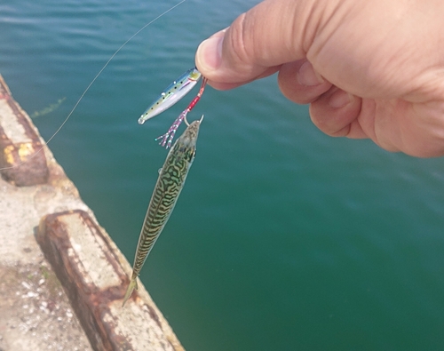 サバの釣果