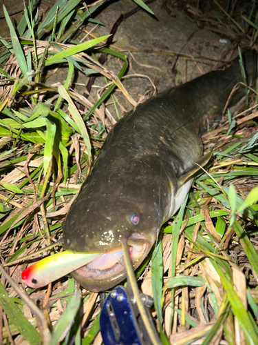 マナマズの釣果