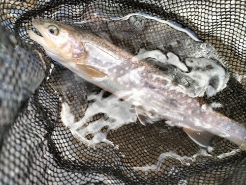 イワナの釣果