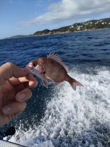 チャリコの釣果