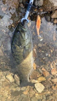 スモールマウスバスの釣果