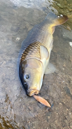 コイの釣果