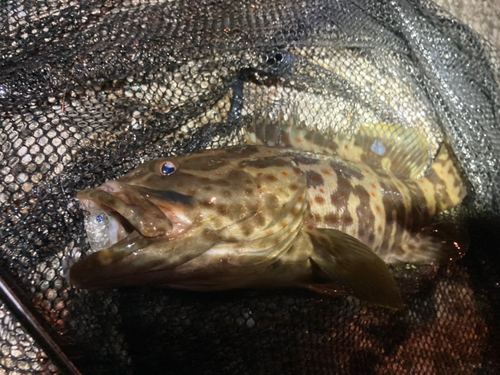 チャイロマルハタの釣果