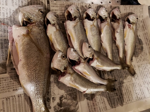 イシモチの釣果