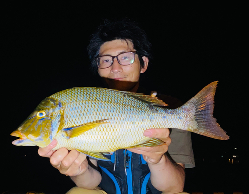 ハマフエフキの釣果