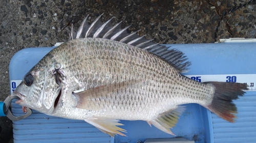 メイタの釣果