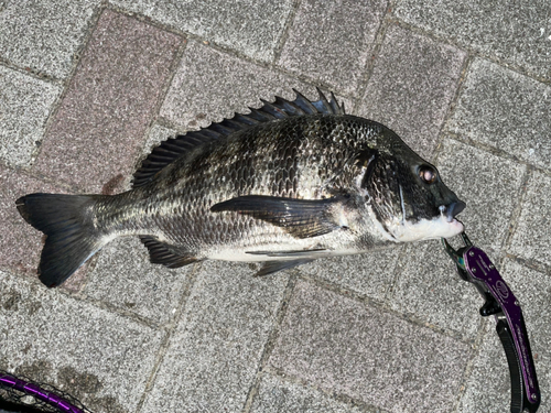 クロダイの釣果