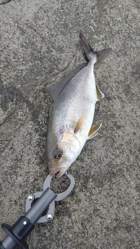 ショゴの釣果