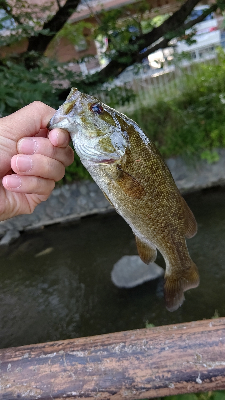 スモールマウスバス