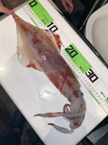 ケンサキイカの釣果