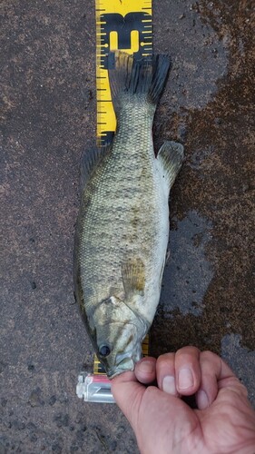 スモールマウスバスの釣果