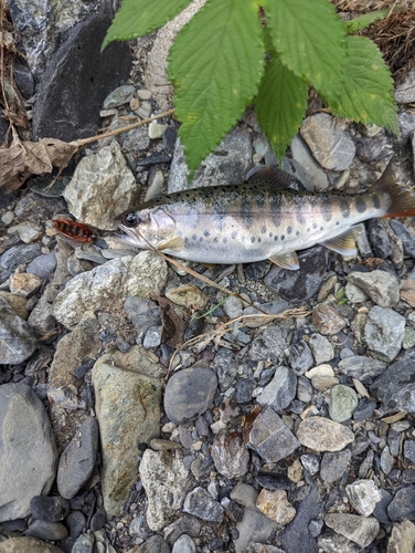 ヤマメの釣果