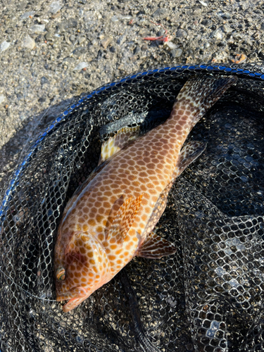 オオモンハタの釣果