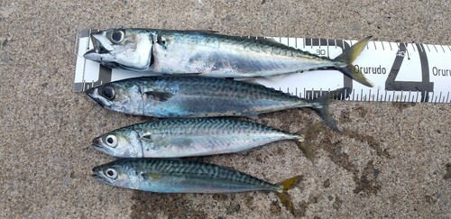 サバの釣果