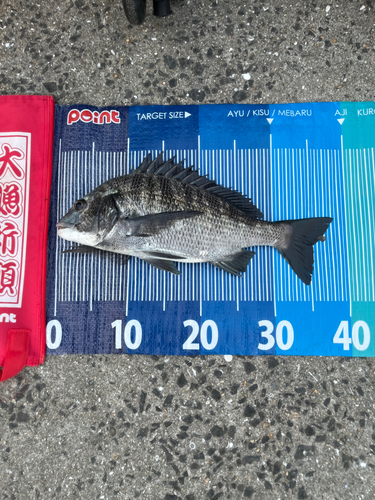 チヌの釣果