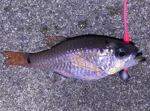 クロホシイシモチの釣果