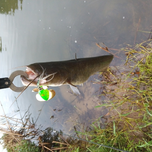 マナマズの釣果