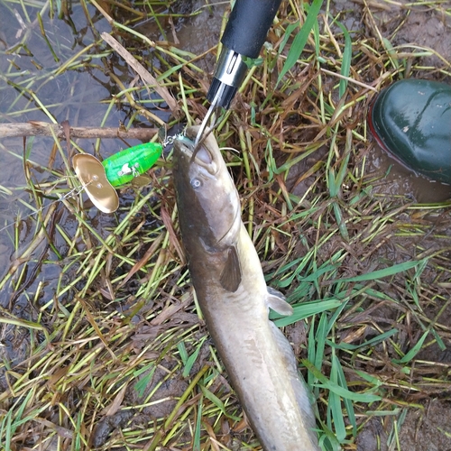 マナマズの釣果