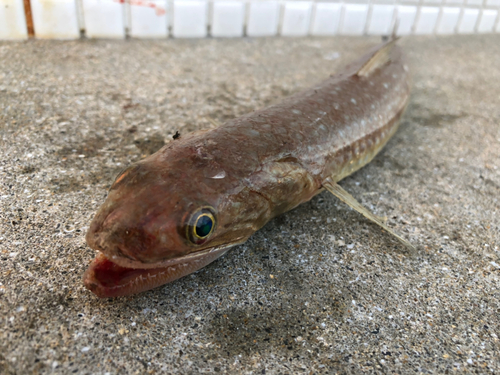 エソの釣果